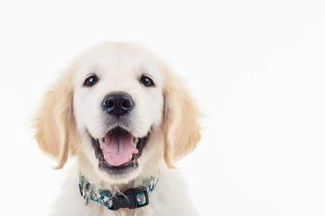 happy panting golden labrador retriever puppy dog © Viorel Sima