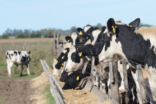 Tambo de Vacas Holando
