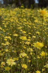 Yellow flowers on a green grass