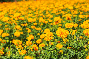Obraz premium marigold in the garden.