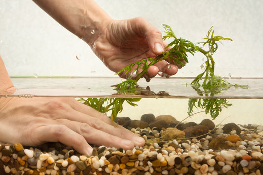 hands planting water plant hygrophila in aquarium