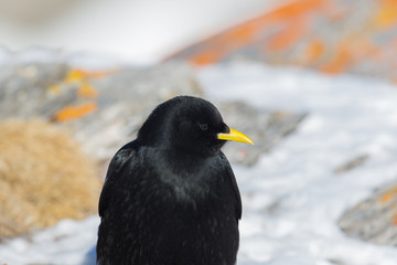 Portrait isolated alpine chough (Pyrrhocorax graculus