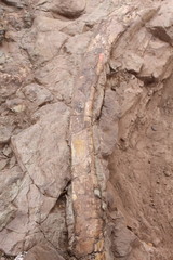 Petrified dinosaur remains in the mountain parks.