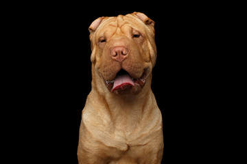 Close-up Portrait of Happy Wrinkled Sharpei Dog on Isolated Black Background, Front view
