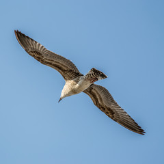 seagull is in sky