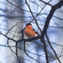 Red-colored Male of Eurasian Bullfinch, Pyrrhula pyrrhula, close-up portrait on branch with bokeh...
