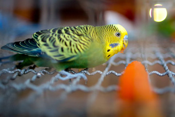 Green and Yellow Budgie