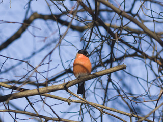 Red-colored Male of Eurasian Bullfinch, Pyrrhula pyrrhula, close-up portrait on branch with bokeh background, selective focus, shallow DOF