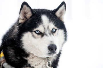 Siberian Husky