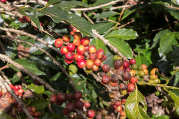 Ripening coffee beans on a tree