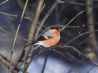 Red-colored Male of Eurasian Bullfinch, Pyrrhula pyrrhula, close-up portrait on branch with bokeh background, selective focus, shallow DOF