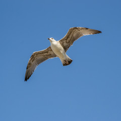 flight of a seagull