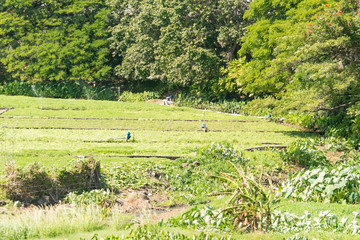 Plush and Green Vegetable Farm Land