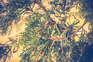 Spruce Tree Branches Filtered