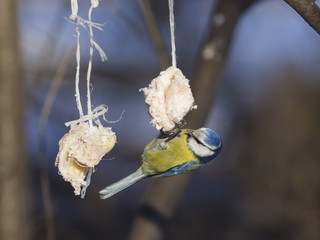Blue Tit, Cyanistes caeruleus, on a fat ball in winter, close-up portrait, selective focus, shallow...