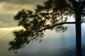 Maple Leaf Phukradueng Loei thai Fog smoke Pine Stringer sunshine