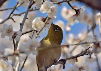 Japanese White-eye bird in white plum blossoms