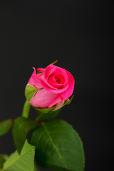 Delicate beautiful rose on a plain background