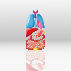 Cartoon bright internal organs set on the white gradient backgro