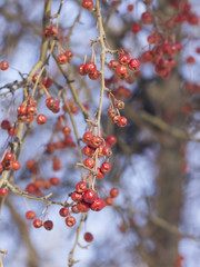 Frozen bright red rowan berries on branches macro with bokeh background against blue sky, selective focus, shallow DOF