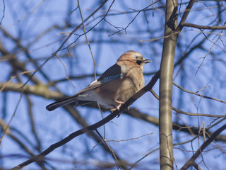 Eurasian jay, Garrulus glandarius, close-up portrait on branch, selective focus, shallow DOF
