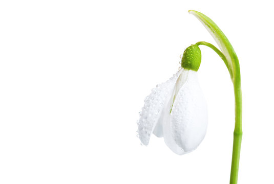 White flower snowdrop close-up.