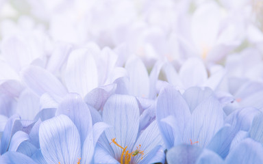 Crocus  flower light blue background