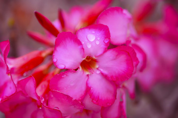 Fototapeta na wymiar Blooming Pink Azalea Afer Rain, close-up, selective focus
