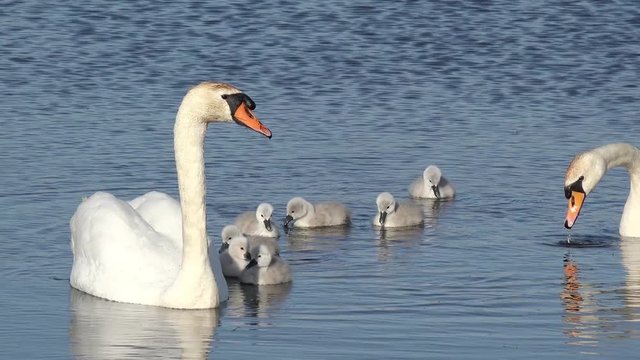 swan with cygnets swimming in the lake