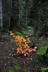 Autumn Tale drowsy old forest with moss, trees, bushes and mushrooms