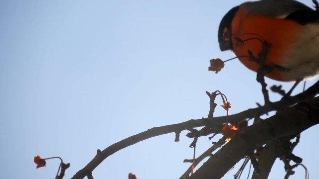 bullfinch sitting on a tree