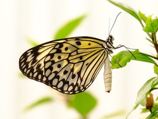 paper kite butterfly