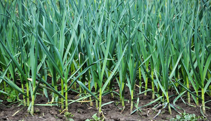 Spring crops of winter garlic on a bed of green leaves