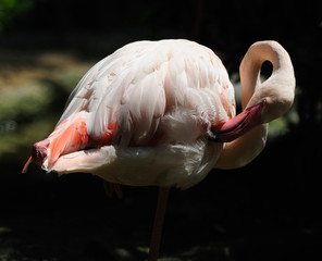 flamingo