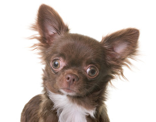 puppy chihuahua in studio