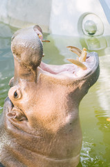 hippo
