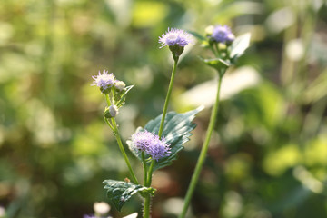 Colorful grass flowers wayside between sidewalk travel