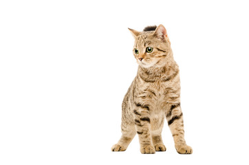 Attractive young cat Scottish Straight, isolated on white background