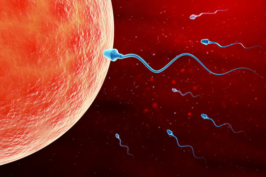 Sperm and egg cell microscopic view.