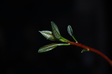 Branch of avocado tree