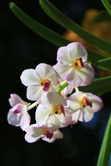 Fototapeta na wymiar white orchids flowers and green leafs in tropical garden and in nature.
