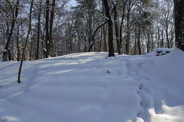 Magnetic winter scene of forest  covered with new snow in park, Sofia, Bulgaria 