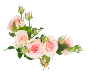 Obraz na płótnie Canvas Pink blooming fresh roses with buds frame element isolated on white background