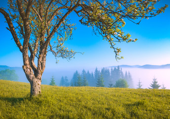 Lonely flowering apple tree on a hill