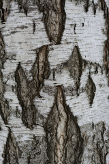 Fototapeta na wymiar Birch bark