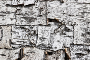 A smooth piece of birch bark used as a traditional house lining
