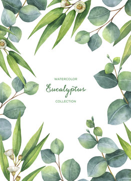 Watercolor green floral card with eucalyptus leaves and branches isolated on white background.