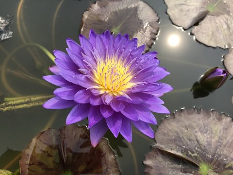 Fototapeta Nymphaea caerulea or Blue Egyptian lotus or Blue water lily.