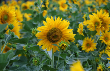 sunflower field, yellow flower at Da Lat