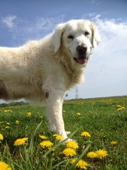 Löwenzahn Hund Wiese Himmel